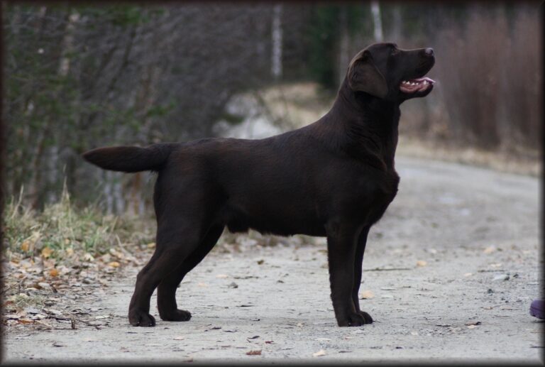 FiJV-23 Tjotte’s Hit D’Jackpot